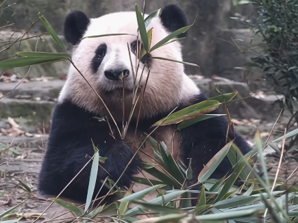 「花花」超識捕捉鏡頭兼錫粉絲