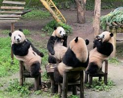 Beyond Chengdu: your guide to adorable pandas