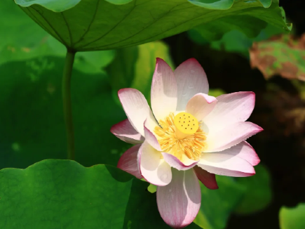Picture-perfect lotus bloom at South China National Botanical Garden