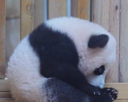 Chengdu panda cub nibbling its toes is pure joy