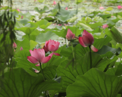 Ride Xi'an subway to free lotus-viewing spots