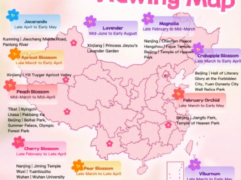 Your spring guide is here: China's 2026 blossom map