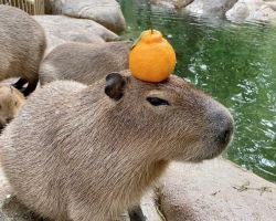 Chongqing Zoo welcomes capybaras and other adorable new faces
