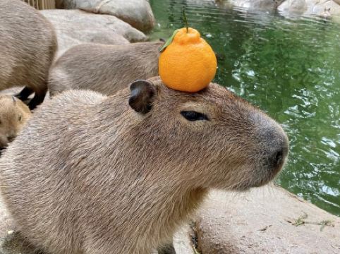 Capybaras debut at Chongqing Zoo