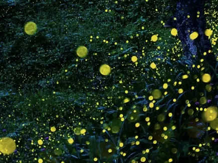 Japan firefly season: top places to chase the glow