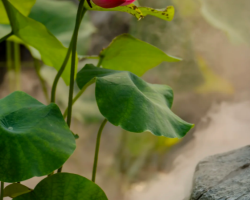 Summer lotus showcase at Chengdu Du Fu Thatched Cottage Museum