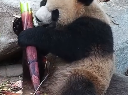 四川熊貓食竹筍，手腳口並用超得意