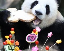 Chongqing Zoo celebrates Yu Ke and Yu Ai's 4th birthday