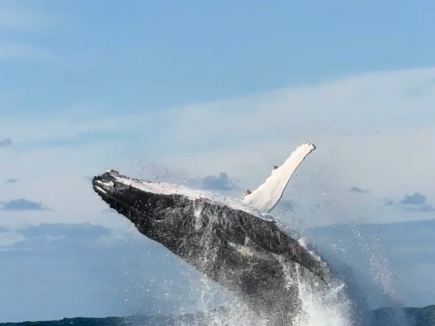 Whale-watching season begins in the waters off Sydney