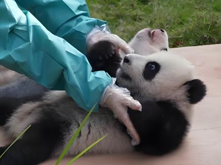 飼養員為熊貓幼崽輪流翻身
