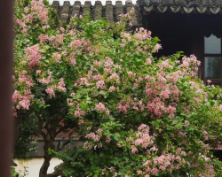 Blooming crape myrtles and fish reflections at Suzhou's Lingering Garden
