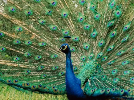 Birdwatching Adventure at Raffles Sentosa Singapore