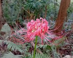 【期間限定】蘇州虎丘山彼岸花海盛放！邂逅江南園林詩意