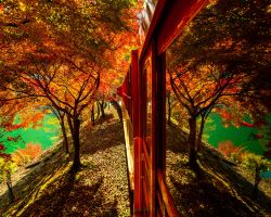 《名偵探柯南》同款紅葉秋景，呢度就有得睇