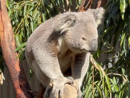Enter the aquatic and terrestrial world of Sydney Zoo