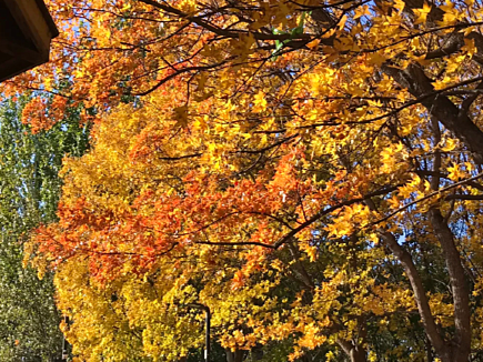 The "2025 Colorful Beijing Autumn Foliage Viewing Season" has begun