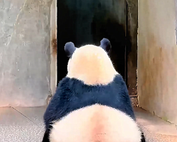 Even sitting still, giant pandas are adorable