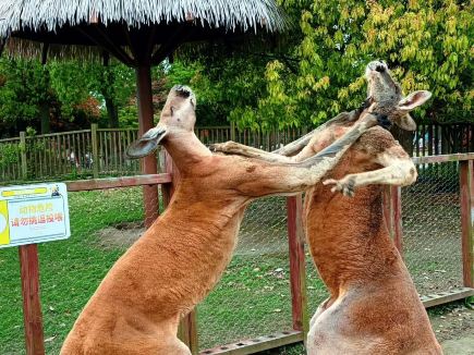 動物園爆笑直擊！兩隻袋鼠上演趣味大格鬥