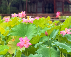The Humble Administrator's Garden bursts with lotus blooms