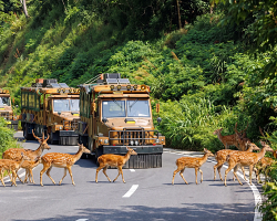 Chimelong off-road safari soft opens for self-drive African village adventure