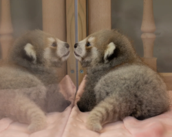 Chongqing Zoo Welcomes Red Panda Cub: Up-Close Nursery Viewing