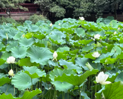 Summer white lotuses bloom at Chengdu Wuhou Shrine Museum