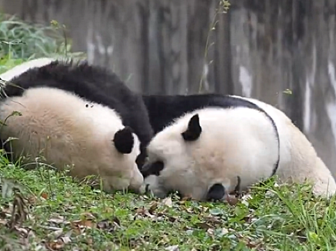 熊貓姊妹瘋狂互摸 互動有來有往超治癒