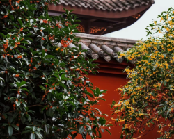 Chengdu's osmanthus blooms early, best photo spots