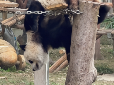 Yuai the giant panda's gymnastics show at Chongqing Zoo