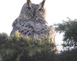 Temple of Heaven Park: Rare European robin and eagle-owl delight visitors