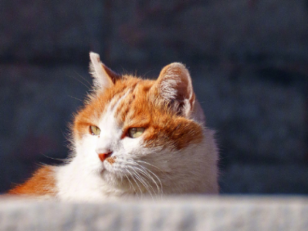 故宮的貓咪又出來散步了