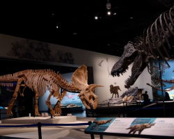 September programs launched at Chengdu Natural History Museum