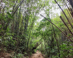 Hike Guangzhou's Green Spine: 40 km forest trail now open
