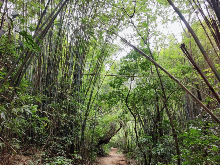 Hike Guangzhou's Green Spine: 40 km forest trail now open