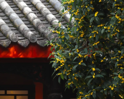 Chengdu's early osmanthus blooms—seek fall romance in streets and parks