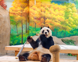 Panda Meng Lan's new home tops 500m²
