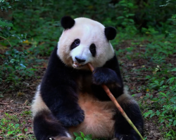 Immersive tour of Chengdu Research Base of Giant Panda Breeding