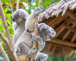 Celebrate 20 years: meet Chimelong's koala family