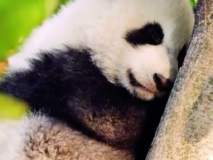 Panda cub naps in a tree like a mochi ball