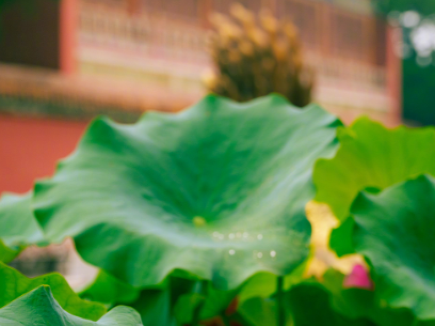 夏至限定！故宮荷花盛放，紅牆荷影盡顯絕美古韻