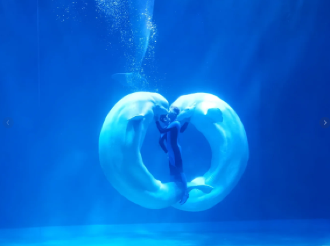 New Beluga Whale Exhibit at Grandview Aquarium