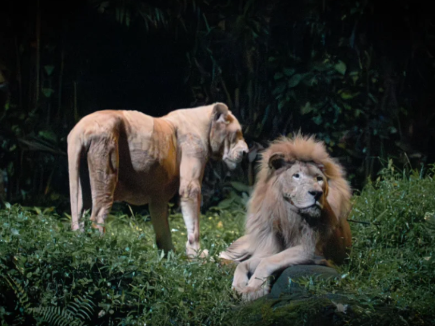月光下的叢林：探索萬禮的夜間野生動物園