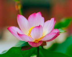 Forbidden City at Summer Solstice: Lotus Reflections, Red Walls