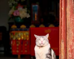 Temples beat cat cafes for better value