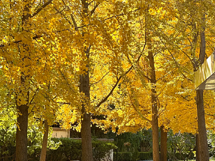 차오양 공원에 와서 유화 같은 가을을 감상하세요