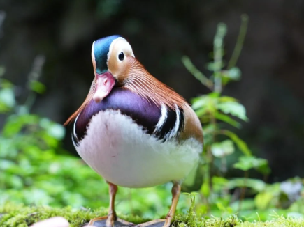 Help name the peak in Wulong, Chongqing. A poetic display name awaits your inspiration