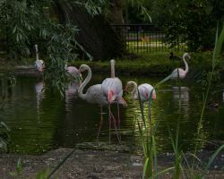 London Zoo summer nights are back in 2026