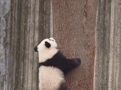 Bear cub conquers a giant tree