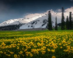 6 cool summer getaways amid flower fields