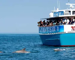 Virginia Aquarium Dolphin Watching Boat Experence